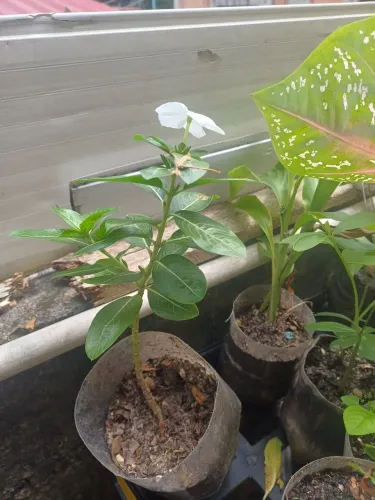 Vinca branca plantas e mudas
