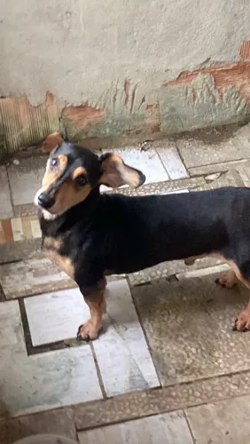 DOAÇÃO Cachorro salsicha pra adoção