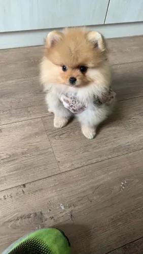 Filhotes Lulu da Pomerânia