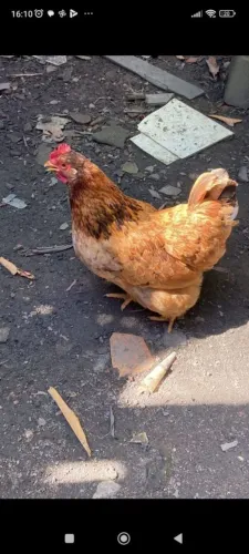 Galos Nanicão