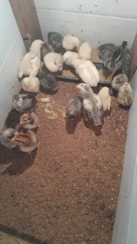 Pintinhos caipira