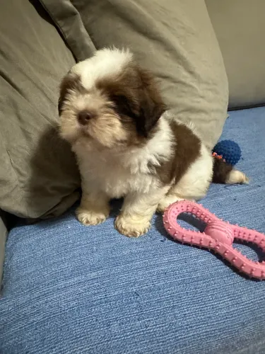 Shihtzu macho 