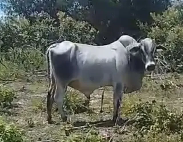 Gados (Marruás, vaca, garrote e bezerros)