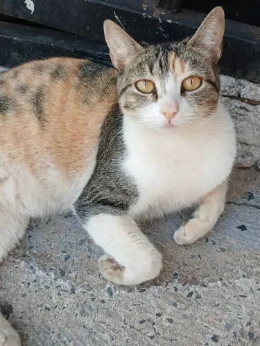 Gatinha para doação