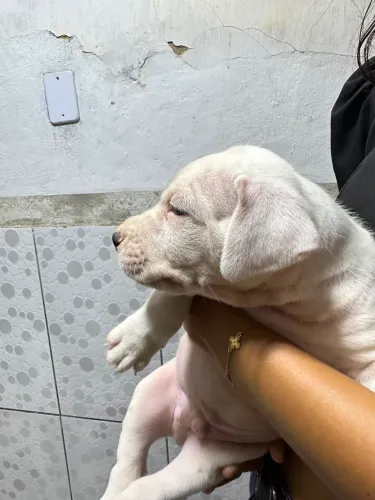 Dog argentino