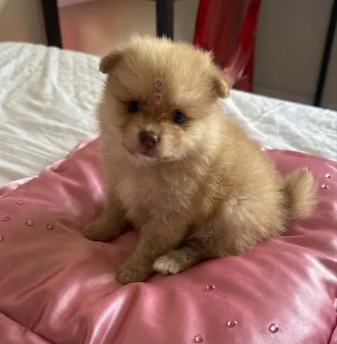 Lulu da Pomerania (Spitz anão)
