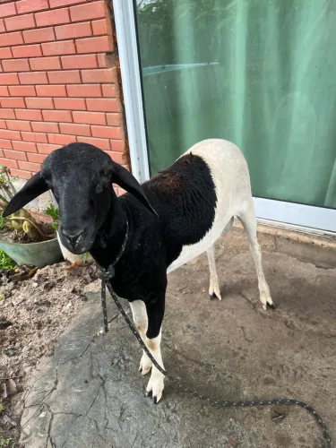 Borrego de 8 meses