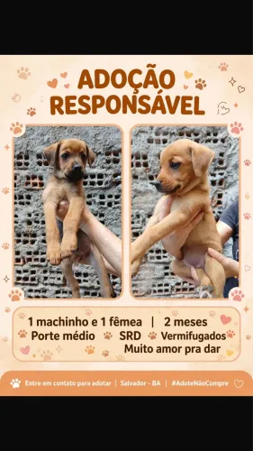 Filhotes para adoção 