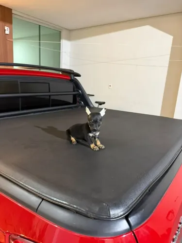 Pinscher macho