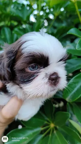Cachorro