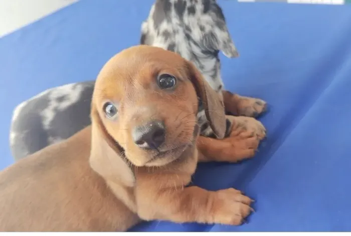 Filhotes de salsicha (dachshund)