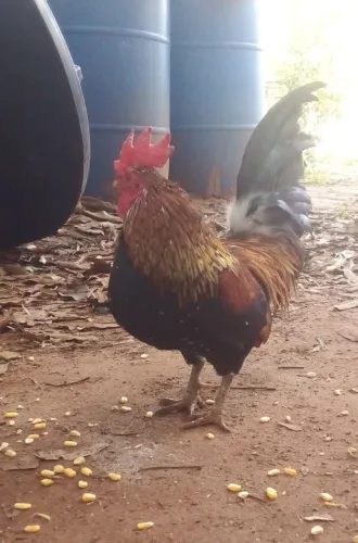 vendo casal de galo e galinha garnizé.