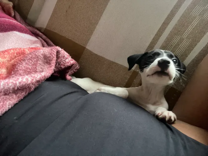 Filhote cachorro - macho - doação