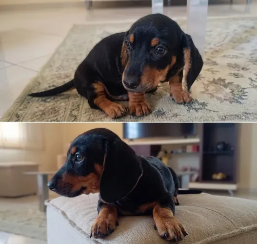 Vendo Filhote daschund salsicha cofap