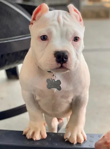 American Bully - Pronto Para Entrar Em Campo E Na Sua Vida