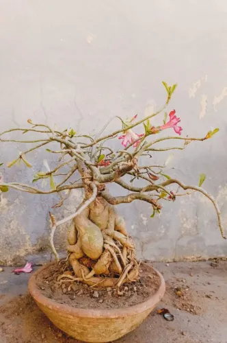 Flores do deserto 