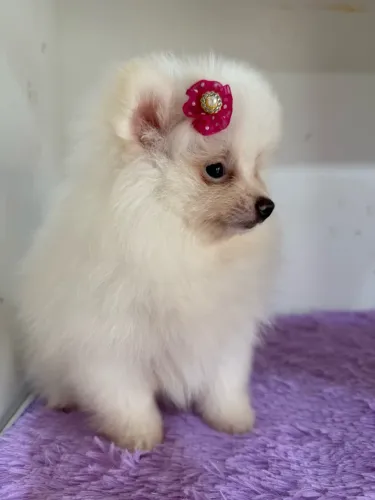 Filhote de Spitz Alemão
