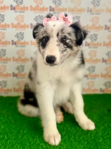 Border Collie Fêmea