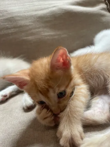 Filhotes de Gatos para DOAR
