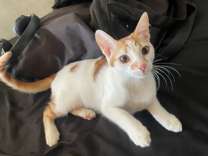 Gato macho para doação