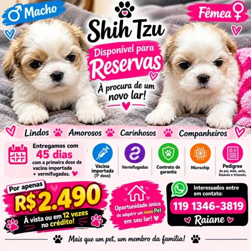 Filhotes de Shitzu