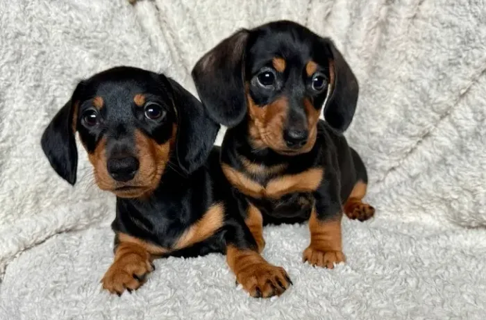 Neném dachshund/teckel/basset/salsicha/cofap de linhagem selecionada dócil