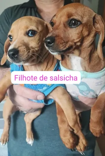 DASCHUNDS FEMEAS DUAS