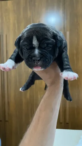 Filhote American Bully Macho