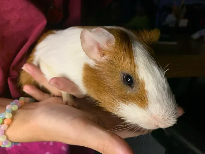 Porquinho da Índia macho