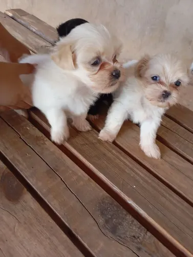 Cachorros shih Tzu