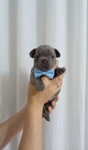 Bulldog Francês