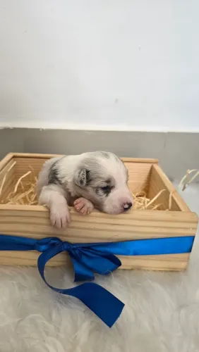 Border Collie - Blue Merle Clássico (Macho)