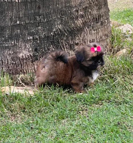 Shihtzu fêmea marrom - Vacinada e Vermifugada - cartão até 12x