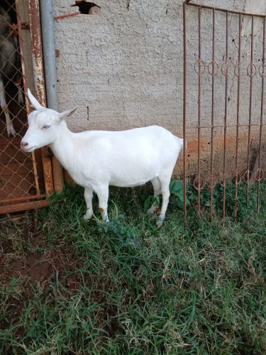Vendo cabra