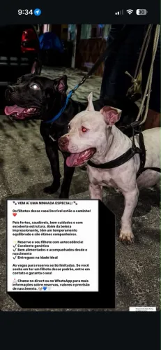 Cachorro
