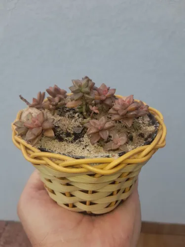 Sedum bronze