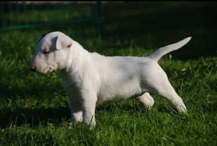 Filhotes de Bull Terrier | Sempre carinhoso.