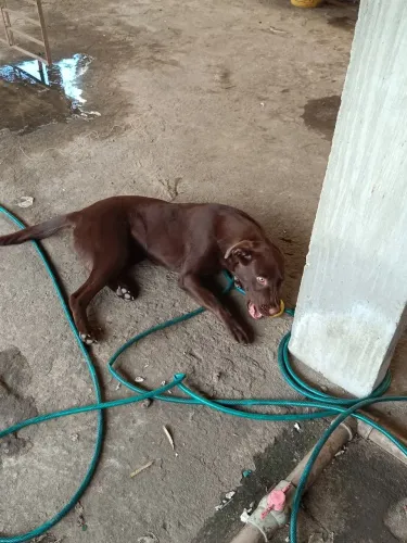 Doação Labrador x Golden
