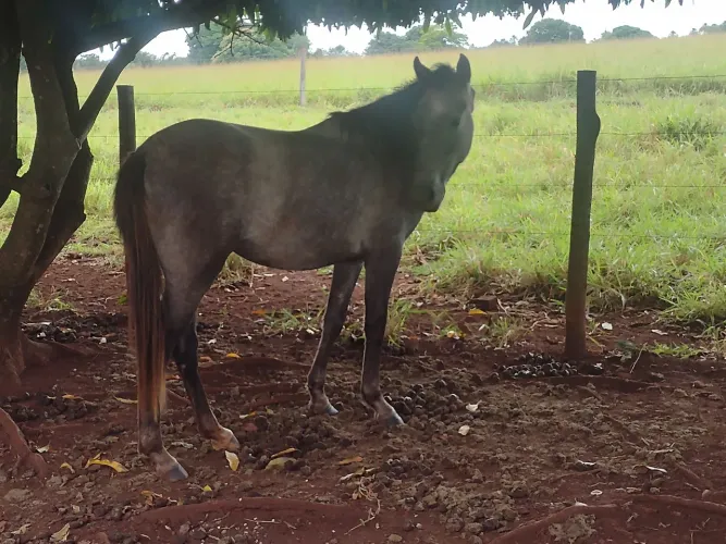 Cavalo potra