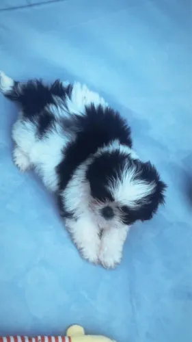 Shihtzu FÊMEA 
