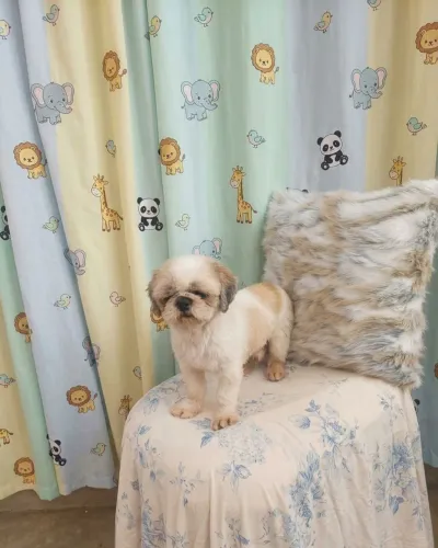 Shitzu macho disponível para cruza 
