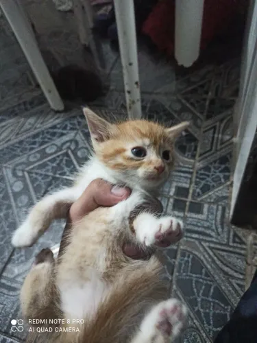 Gato para doação, sp!