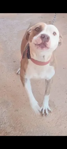 Doa-se uma Pit Bull fêmea 