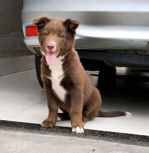 Border Collie macho com pedigree 12x no cartão