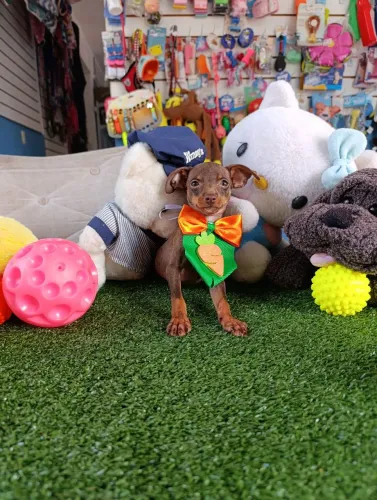 Pinscher miniatura macho chocolate 