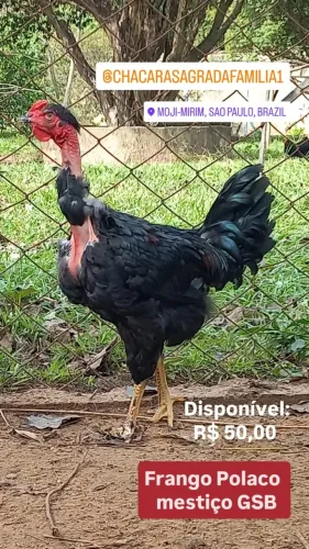 Frango Polaco mestiço GSB...