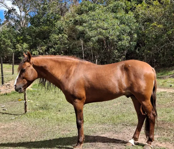 Cavalo mangalarga Marchador registrado