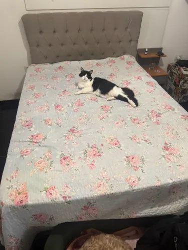 Cama casal completa, box, colchao d28 e cabeceira