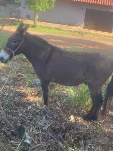 Vendo burro de carroça e passeio