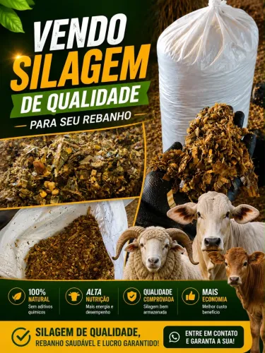 Silagem de milho